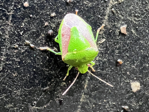 Oriental Stink Bug