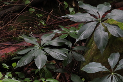 Arisaema formosanum