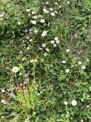 Bellis perennis