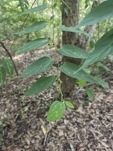Trema tomentosum observed 2026-06-28