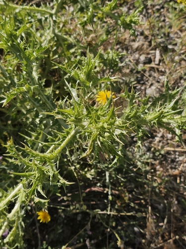 common golden thistle
