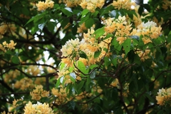 Crateva unilocularis