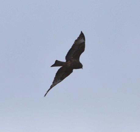 Black Kite