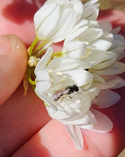 iNaturalist observation photo of Lasioglossum