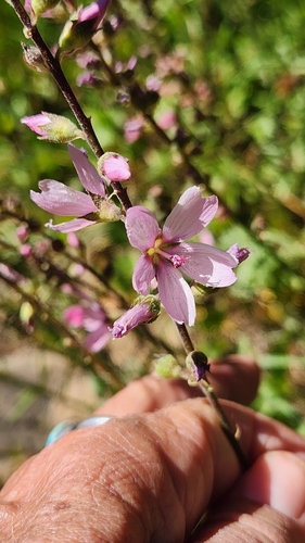 iNaturalist observation photo of Oregon Checker-mallow