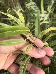Aculus