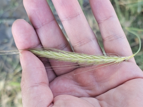 Hordeum bulbosum observed 2026-06-28
