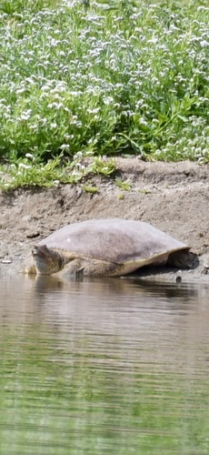 iNaturalist observation photo of Spiny Softshell