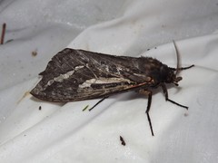 Abantiades argentata