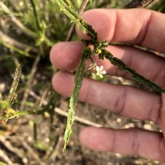 Caperonia castaneifolia