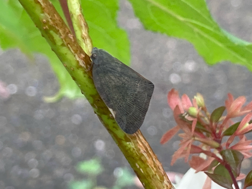 Pochazia shantungensis