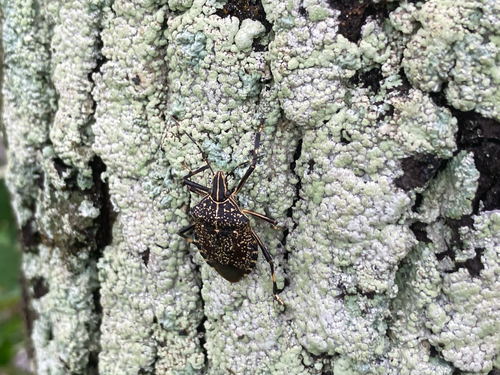 Yellow-spotted Stink Bug