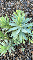 Euphorbia glauca, photograph (c) Christopher Hynes, some rights reserved (CC BY)