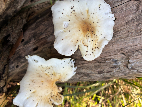 ghost fungus