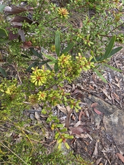 Pultenaea scabra, photograph (c) Shelomi Doyle, some rights reserved (CC BY)