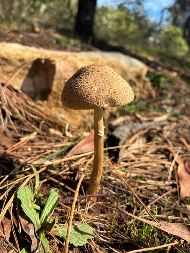 Graceful Parasol
