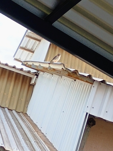 American Kestrel