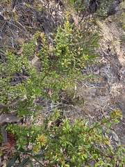 Pultenaea scabra, photograph (c) Shelomi Doyle, some rights reserved (CC BY)