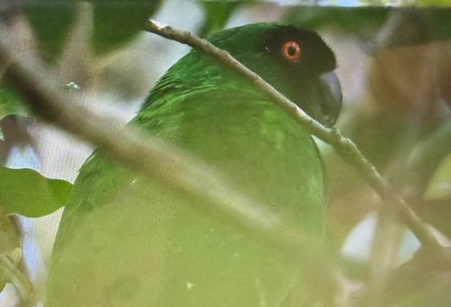 Masked Shining-Parrot