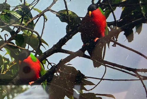 Collared Lory