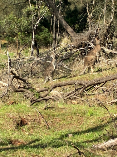 Eastern Grey Kangaroo