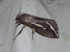 Abantiades argentata