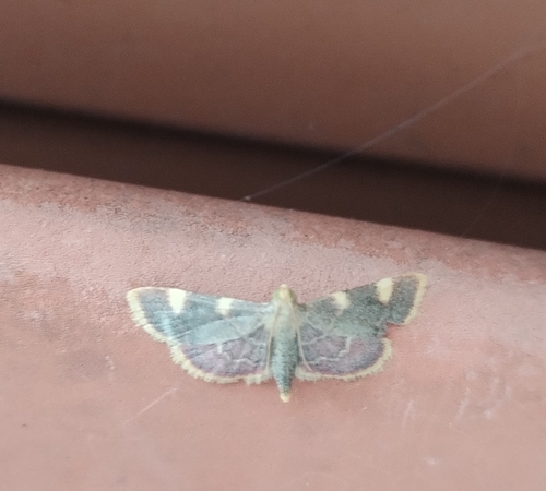Clover Hayworm Moth