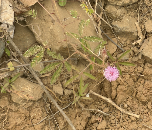 Sensitive Plant