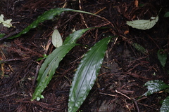 Cremastra appendiculata