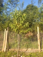 Prunus persica nucipersica