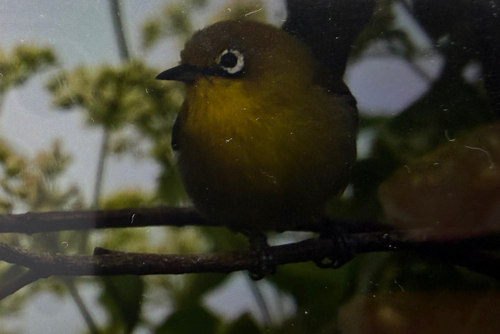 Fiji White-eye