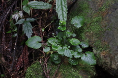 Cardamine circaeoides