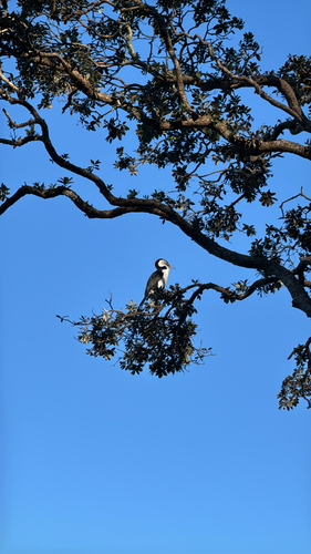 Phalacrocorax varius observed 2026-06-28