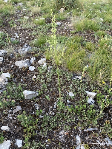 Spanish Catchfly