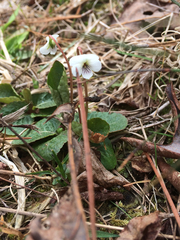 Viola arvensis