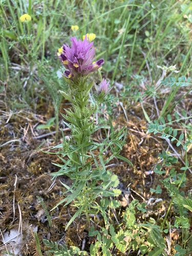 Field Cow-wheat