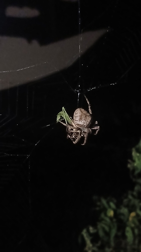 Eriophora edax