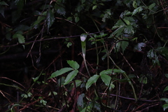 Arisaema grapsospadix