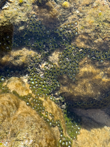 Zoanthus sansibaricus observed 2026-06-22