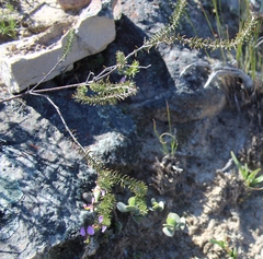 Polygala teretifolia