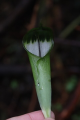 Arisaema grapsospadix