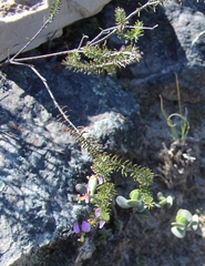 Polygala teretifolia