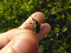 Otiorhynchus sulcatus