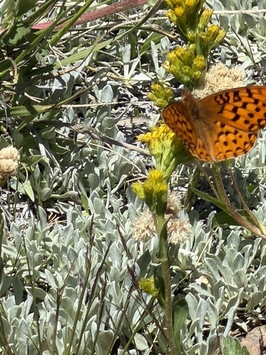 iNaturalist observation photo of Greater Fritillaries