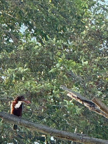 White-throated Kingfisher