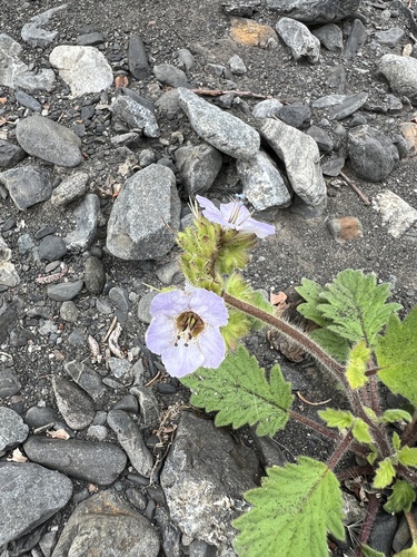 Bolander's phacelia (Phacelia bolanderi)