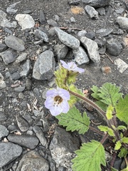 Phacelia bolanderi