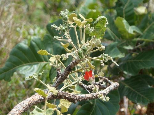 Erythrina sigmoidea