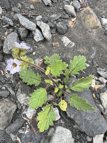 Phacelia bolanderi, photograph 2