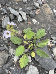 Phacelia bolanderi, photograph (c) Spencer Bierman, some rights reserved (CC BY)